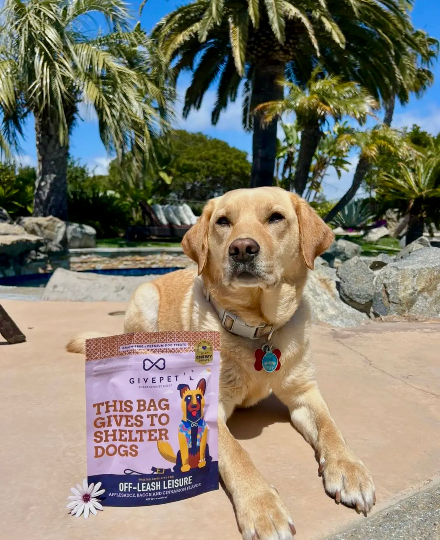 Soft Trainers - OFF-LEASH LEISURE